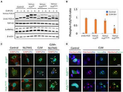 DNA damage stress-induced translocation of mutant FUS proteins into cytosolic granules and screening for translocation inhibitors